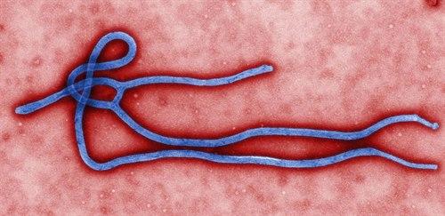 Ebola-virus