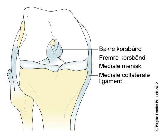 Et bøyd kne, sett forfra
