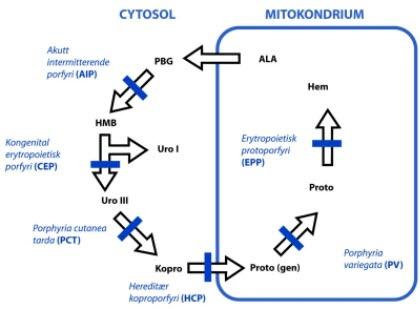 Ledd i dannelsen av heme