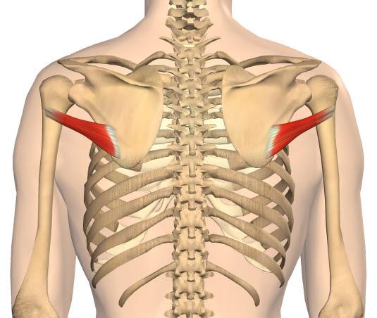 M. teres minor - bakfra dobbel.jpg