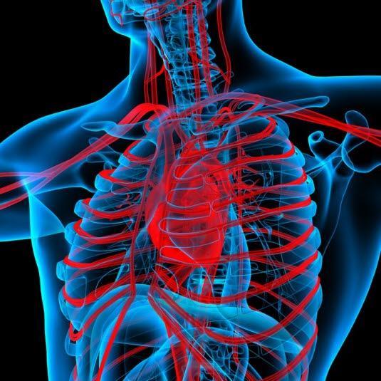 Sirkulasjonssystemet