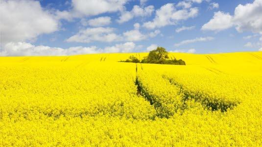 Raps. Foto: Colourbox