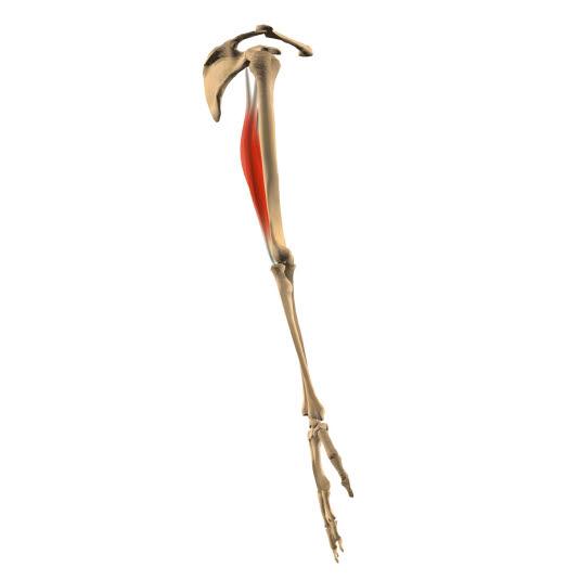 Musculus triceps brachii