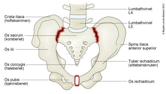 Ileosakralleddene og symfysen (skambeinet) er markert med rødt