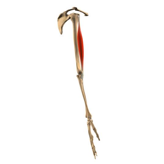 M. biceps - side.jpg