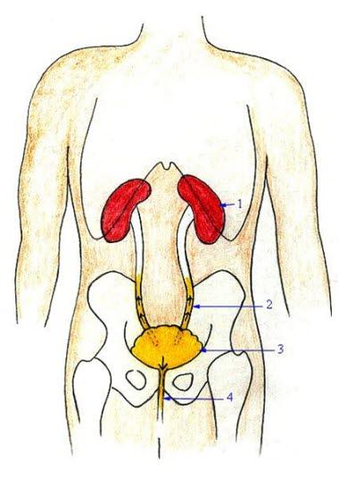 Vesikoureteral refluks