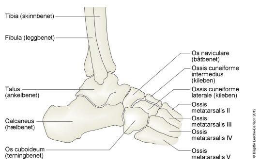 Ankelskjelett sett fra siden