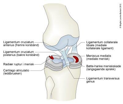 Korsbånd og menisker i kneleddet
