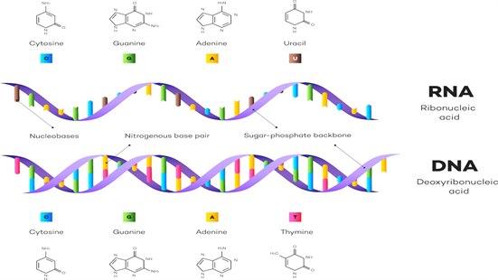 DNA og RNA