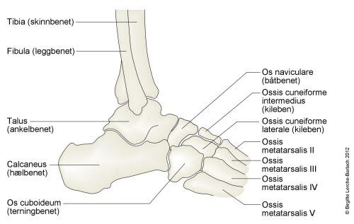 Fotskjelettet sett fra siden