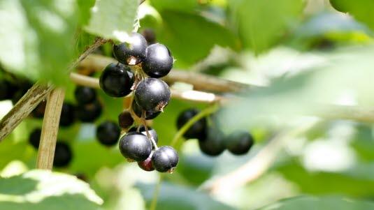 Antioksidanter bær