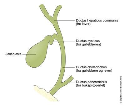 Galleblære og galleveier