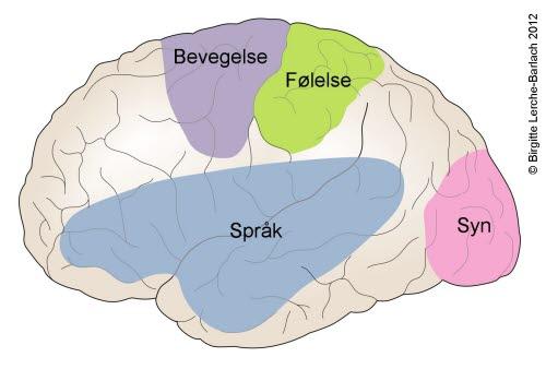 Hjernens funksjonsområder