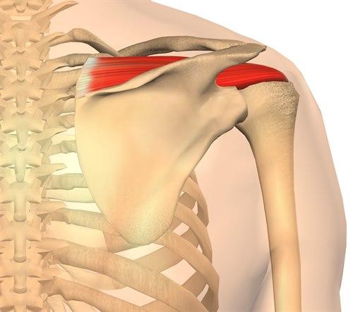 Supraspinatus sett bakfra