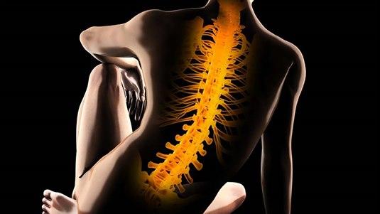 En illustrasjon av en menneskelig ryggrad på mørk bakgrunn. Ryggmargen, som går fra nakken til korsryggen, er fremtredende og gulfarget.