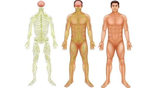 Central nervous system