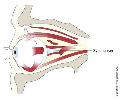 Øyet sett fra siden