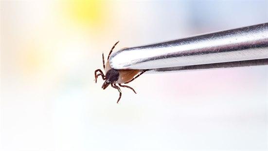 7 måter å fjerne flått