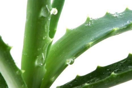 Aloe vera