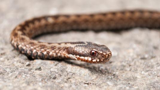 Nærbilde av en hoggorm