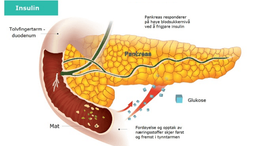Pancreas