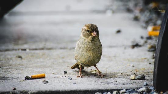 Tobakk skader miljøet