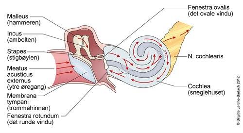 10408-2-3668-indre-ore-lydledning.jpg 10408-2-3668-indre-ore-lydledning.jpg