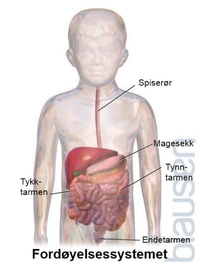 Fordøyelsessystemet barn.jpg Fordøyelsessystemet barn.jpg