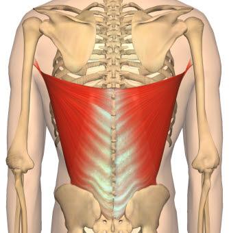 Musculus latissimus dorsi Musculus latissimus dorsi