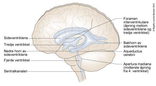 Hjernens ventrikkelsystem sett fra siden Hjernens ventrikkelsystem sett fra siden