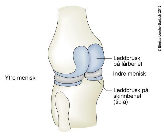 Kne, meniskene Kne, meniskene