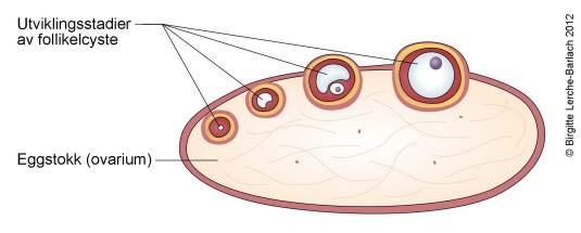 Eggstokk med modnende egg Eggstokk med modnende egg