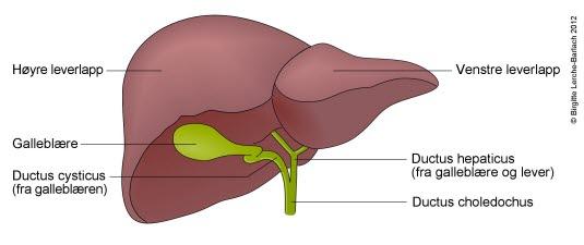 Leveren med galleblæren på undersiden Leveren med galleblæren på undersiden