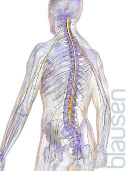 Rygg med ryggmarg og perifere nerver Rygg med ryggmarg og perifere nerver