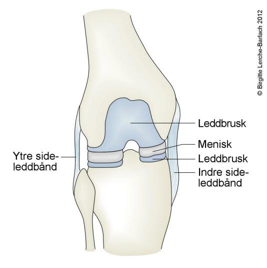 Kneledd med menisker Kneledd med menisker