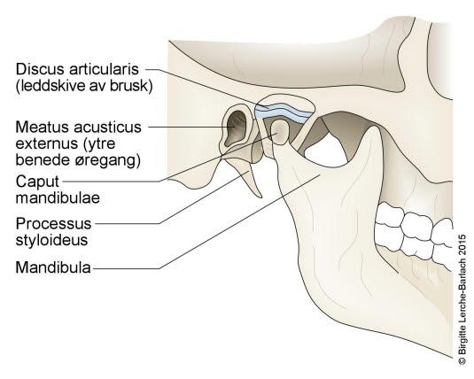 Kjeveleddet Kjeveleddet
