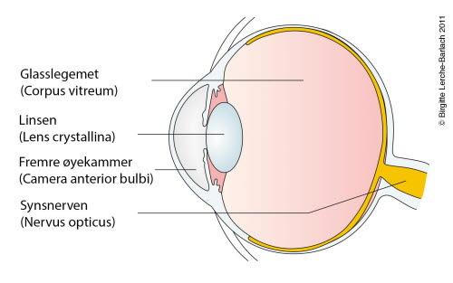 9823-2-oye-lengdesnitt-pasientinformasjon.jpg 9823-2-oye-lengdesnitt-pasientinformasjon.jpg