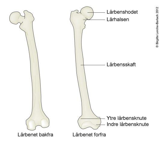 Lårbeinet (femur) Lårbeinet (femur)