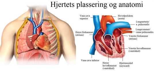 Hjerte - normalt forfra Hjerte - normalt forfra