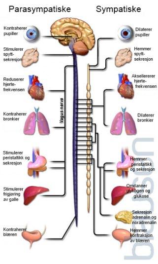 Autonome nervesystem parasymatisk og sympatisk.jpg Autonome nervesystem parasymatisk og sympatisk.jpg
