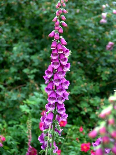 Revebjelle Revebjelle