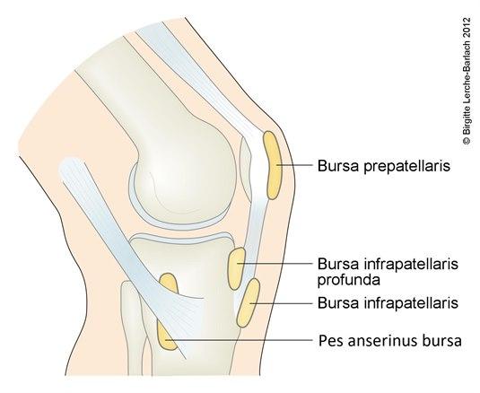 Ulike bursa ved kneet Ulike bursa ved kneet