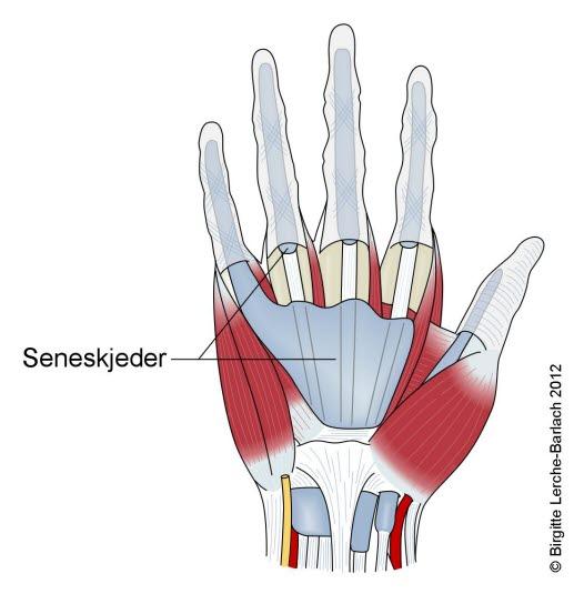 Seneskjeder i håndflaten. Seneskjeder i håndflaten.