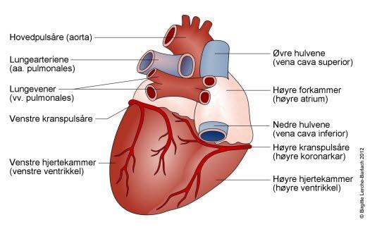 Hjerte - normalt bakfra Hjerte - normalt bakfra