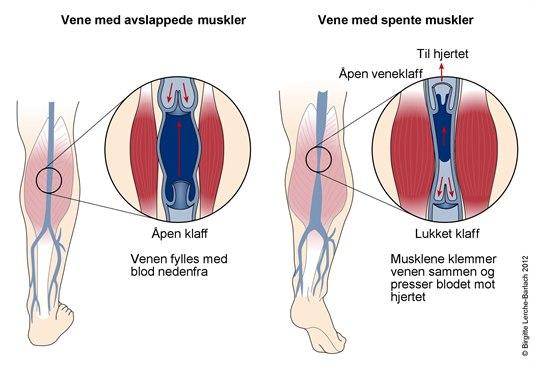 Vener og venepumpen Vener og venepumpen