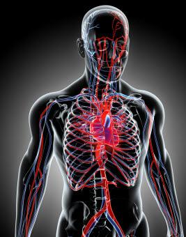 Blodsirkulasjonen Blodsirkulasjonen