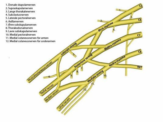 Plexus brachialis Plexus brachialis