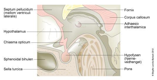 Hypothalamus og hypofysen på undersiden av hjernen Hypothalamus og hypofysen på undersiden av hjernen