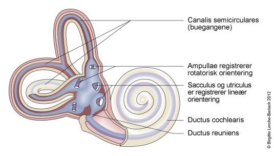 Cochlea og vestibulum i indre øre Cochlea og vestibulum i indre øre