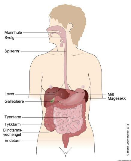 Fordøyelsesorganene